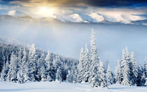 Beautiful Winter Wonderland Wallpaper