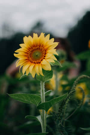 'beautiful Yellow Sunflower In A Field Of Golden Grass.' Wallpaper