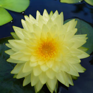 Beautiful Yellow Water Lily Wallpaper