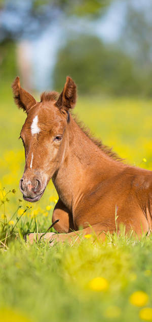 Beautiful Young Foal Headshot Portrait Wallpaper