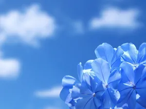 Beauty Of Blue Wallpaper