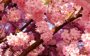 Beauty Of Spring In Japan Wallpaper