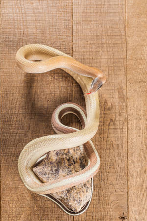 Beauty Rat Snake Wallpaper