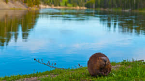 Beaver By The Lake Wallpaper