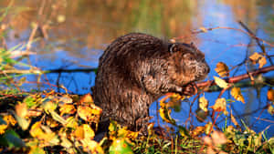 Beaver By The Water Wallpaper