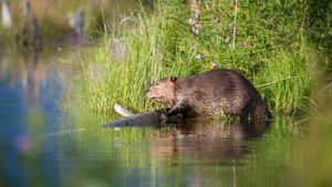 Beaver By Water's Edge Wallpaper