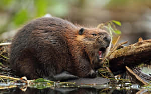 Beaver Chewing Wood Nature Scene Wallpaper