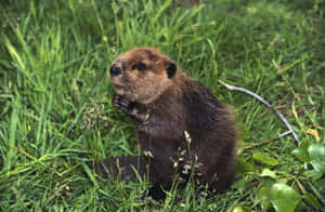 Beaverin Natural Habitat.jpg Wallpaper