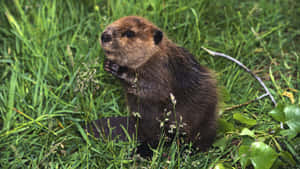 Beaverin Natural Habitat.jpg Wallpaper