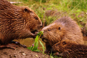 Beavers Sharing A Meal.jpg Wallpaper