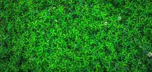 Bed Of Green Grass Plant 4k Wallpaper