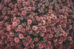 Bed Of Pink Aesthetic Flowers Wallpaper