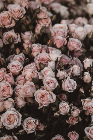 Bed Of Pink Rose Iphone Wallpaper