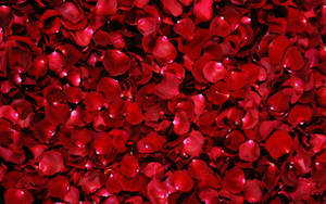 Bed Of Rose Flowers Wallpaper