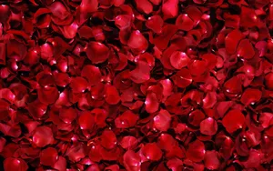 Bed Of Rose Flowers Wallpaper