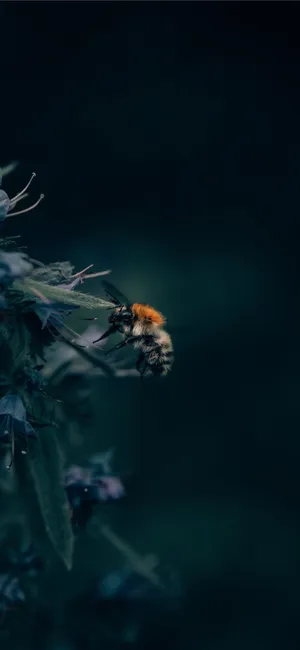 Bee Aesthetic Photo Iphone Wallpaper