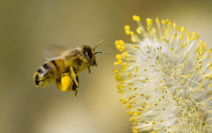 Bee Carrying Pollen Wallpaper