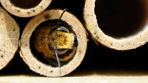 Bee Inside A Hollow Tube Wallpaper