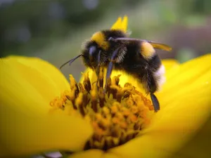 Bee Pollinating A Yellow Flower Wallpaper