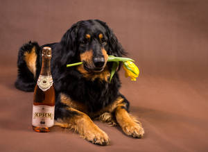 Beer Bottle With A Black Dog Wallpaper