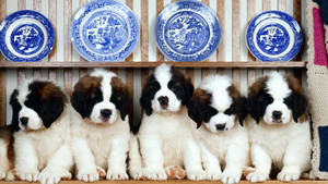 Behaved Puppies Wallpaper