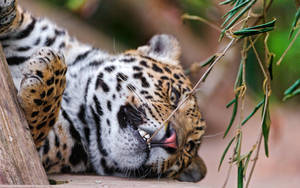 Beige Jaguar Cub Wallpaper