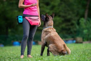 Belgian Malinois Training Session Wallpaper