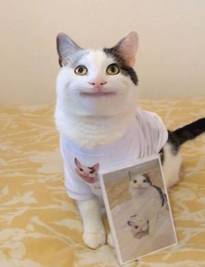 Beluga Cat Near Printed Picture Wallpaper