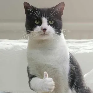 Beluga Cat Thumbs Up Wallpaper