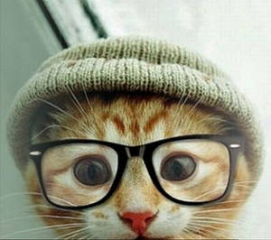 Beluga Cat With Bonnet And Eyeglasses Wallpaper