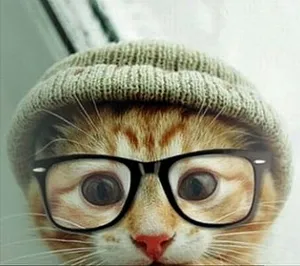 Beluga Cat With Bonnet And Eyeglasses Wallpaper