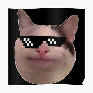 Beluga Cat With Sticker Shades Wallpaper