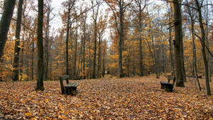 Benches On Fallen Leaves Wallpaper