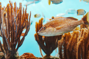 Bermuda French Grunt Fish Wallpaper