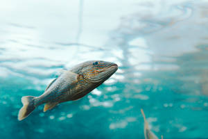 Bermuda Grunt Fish Wallpaper