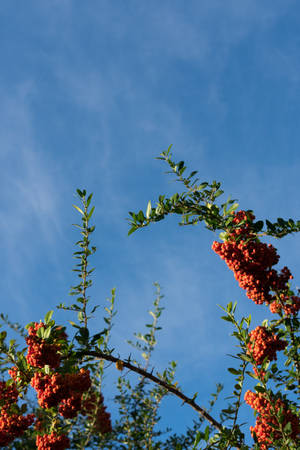 Berry Tree Best Autumn Wallpaper