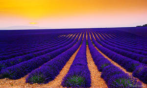 Best 4k Uhd Lavender Flower Field Wallpaper