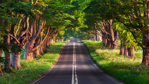 Best 4k Uhd Road With Trees Wallpaper