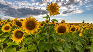 Best 4k Uhd Sunflower Field Wallpaper
