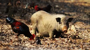 Best Chicken And Pig Wallpaper