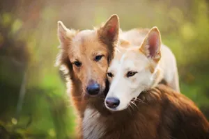 Best Dingo Duo Wallpaper