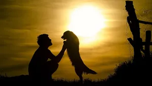 Best Dog At Sunset Wallpaper