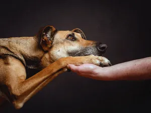 Best Dog Paw Wallpaper