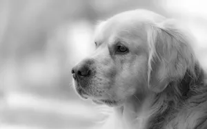 Best Dog Portrait Wallpaper