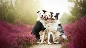 Best Dog Trio Wallpaper