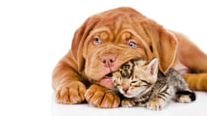 Best Friends For Life – A Playful Kitten And Puppy Wallpaper