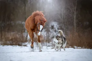 Best Horse And Husky Wallpaper