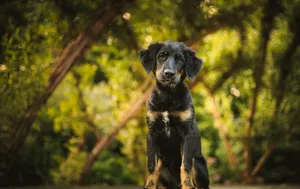 Best Hovawart Dog Wallpaper