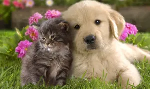 Best Pets Portrait Wallpaper