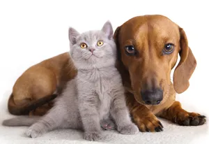 Best Puppy And Kitten Wallpaper